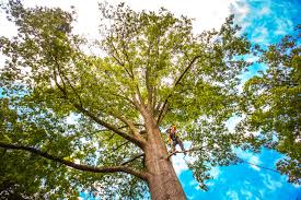 Best Hazardous Tree Removal  in Lovejoy, GA