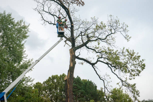 How Our Tree Care Process Works  in  Lovejoy, GA