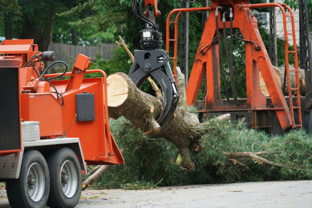 Best Tree Removal  in Lovejoy, GA