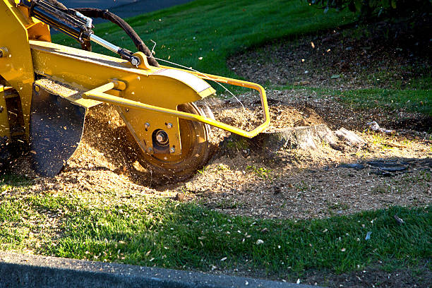 Best Stump Grinding and Removal  in Lovejoy, GA