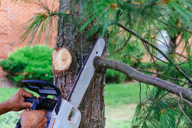 Best Tree Maintenance Programs  in Lovejoy, GA